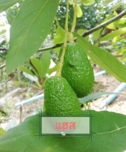 AVOCADO