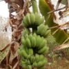 กล้วย Banana