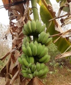 กล้วย Banana