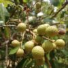 Longan