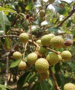 Longan